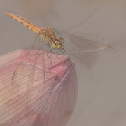 18th Dec 2022 - Dragonfly resting on a Lotus