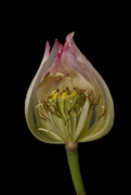 20th Dec 2022 - Lotus Flower