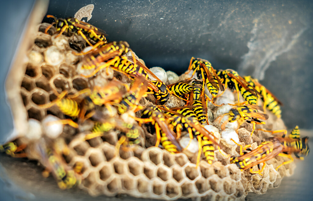 More wasps by ludwigsdiana