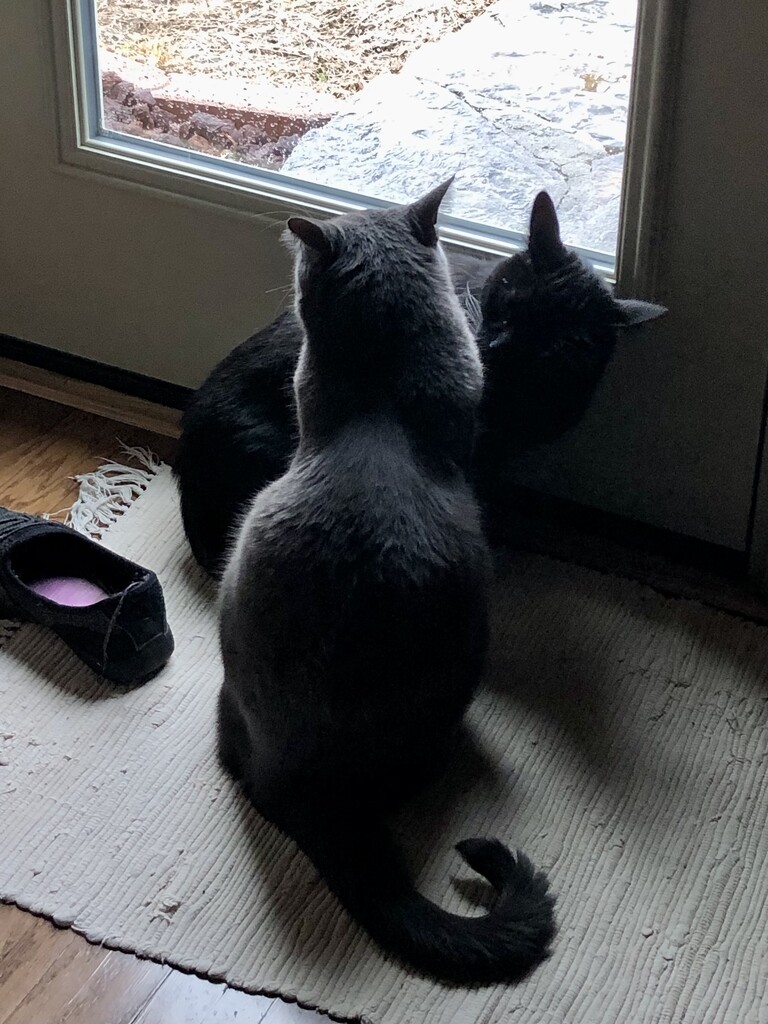 Cats like the Back door Window  by metzpah