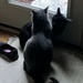 Cats like the Back door Window  by metzpah