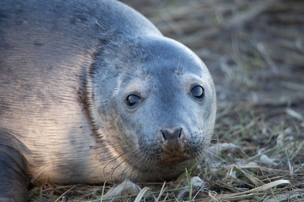 Female Grey Seal by phil_sandford