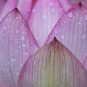 21st Dec 2022 - Lotus petal in the rain!