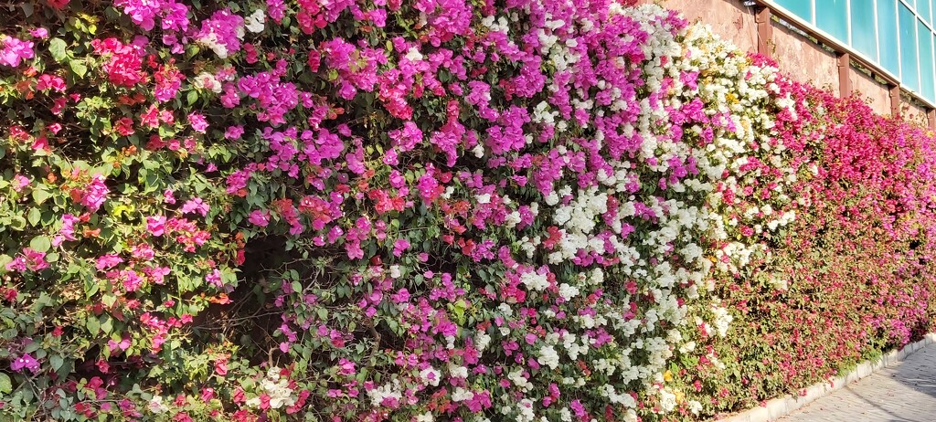 A wall of flowers  by pammyjoy