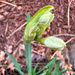First bulb of the year by shutterbug49
