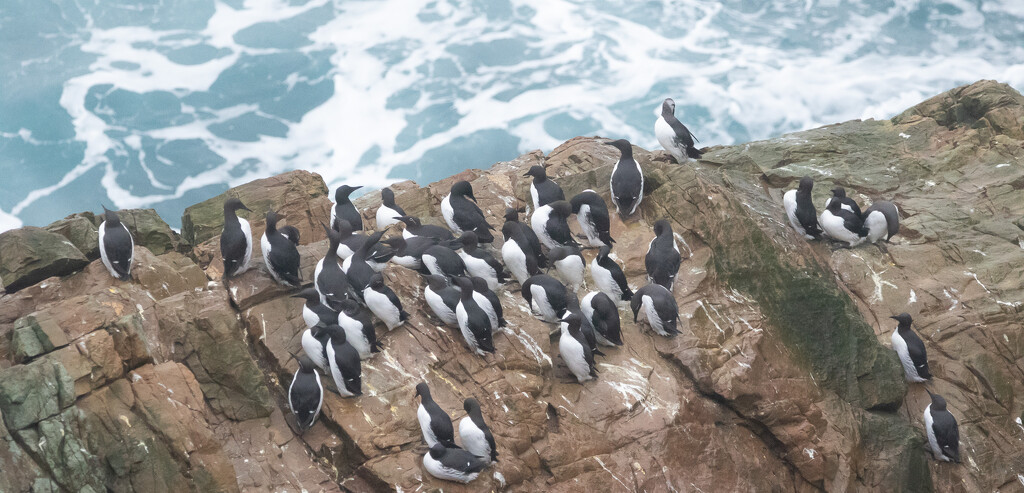 Guillemots by lifeat60degrees