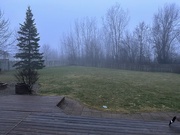 4th Jan 2023 - Foggy backyard