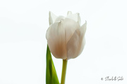 4th Jan 2023 - White tulip