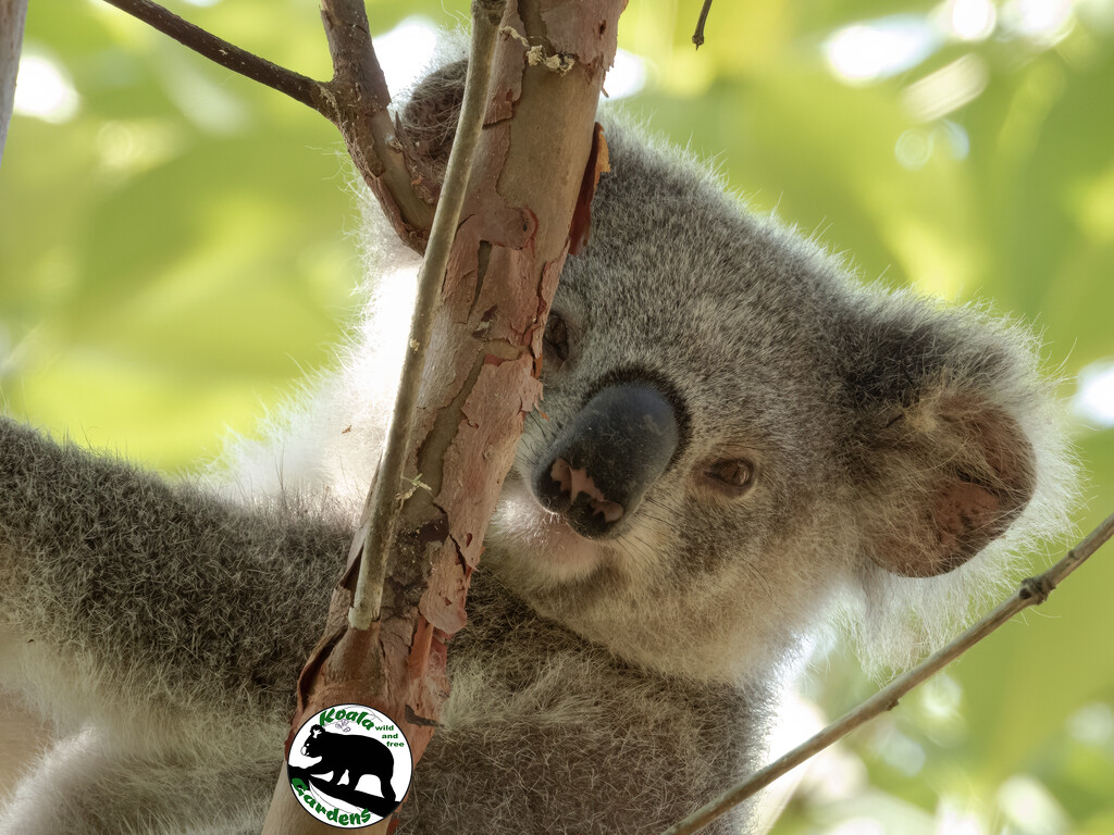 Gracing the new camera by koalagardens