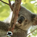 Gracing the new camera by koalagardens