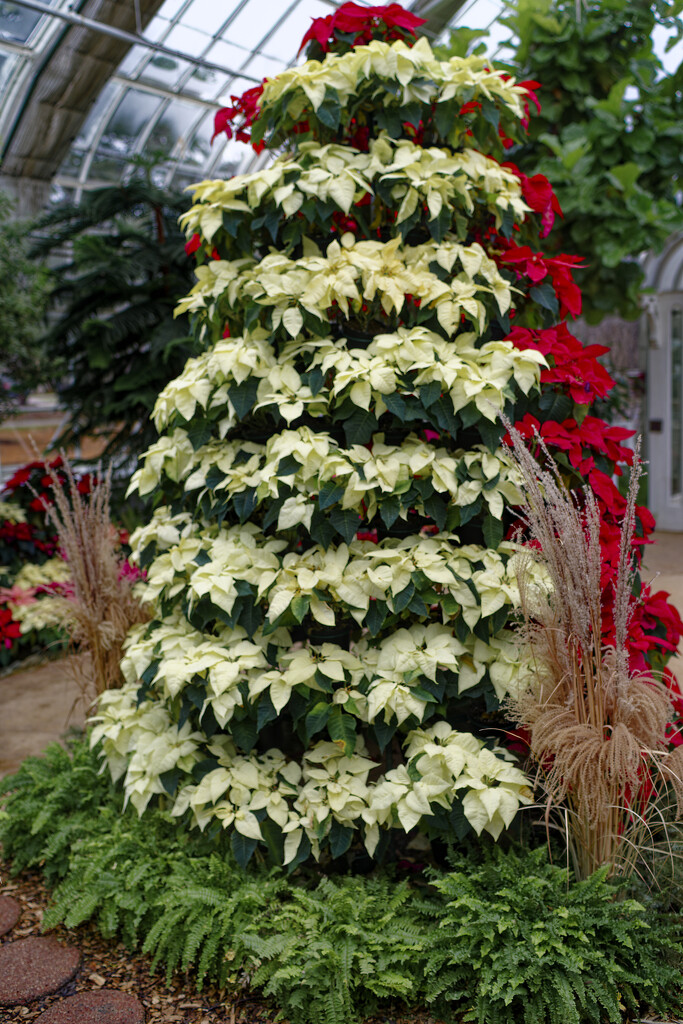 poinsettia tree with grass by rminer