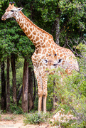 1st Jan 2023 - Giraffe Family