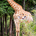 Giraffe Family by seacreature