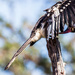 Hornbill by seacreature