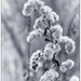 Plants in winter by haskar