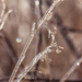 brittle grass by aecasey