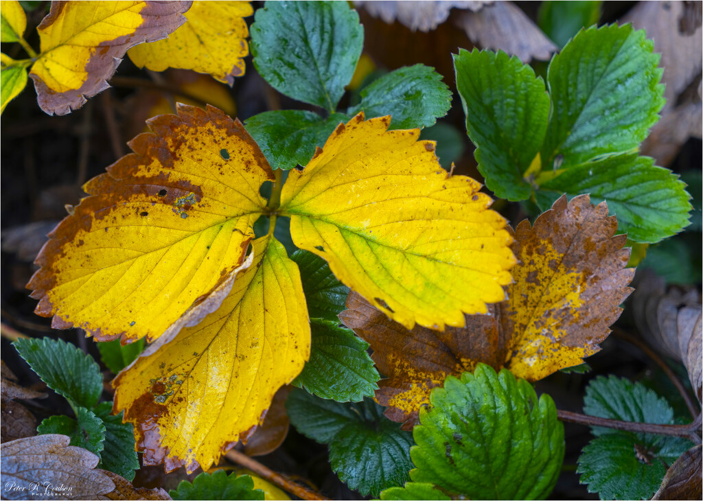 Strewberry Leaves by pcoulson