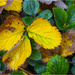 Strewberry Leaves by pcoulson