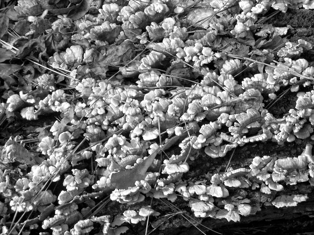 White fungus on a fallen tree... by marlboromaam