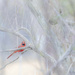 Mr Cardinal in the Fog by dkellogg