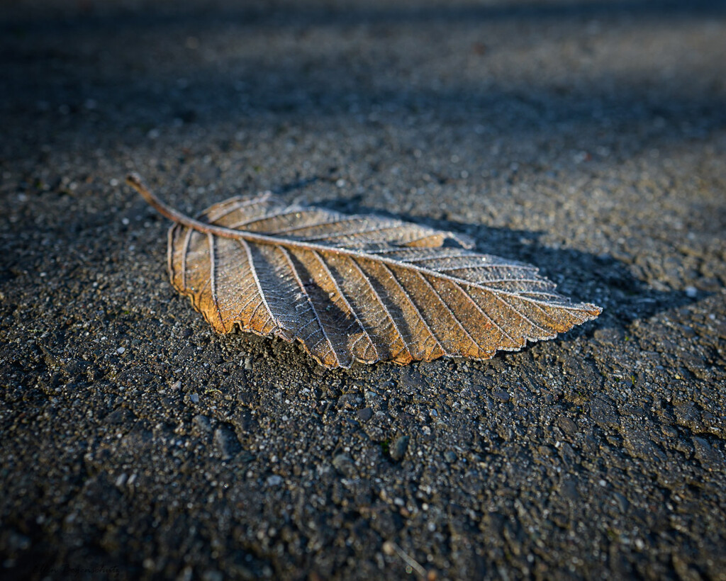 Frosty leaf from my walk by theredcamera