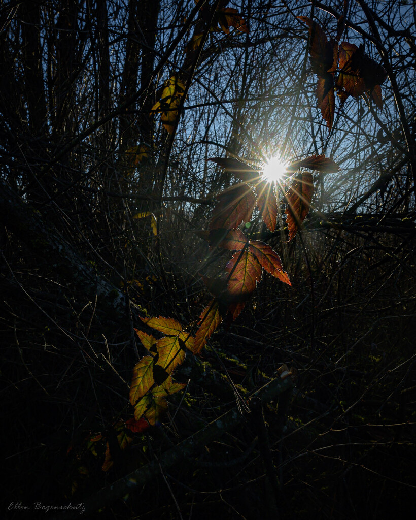 Sunbeams and leaves by theredcamera