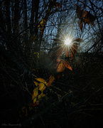 4th Jan 2023 - Sunbeams and leaves