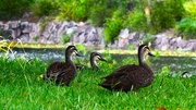 5th Jan 2023 - Three Pacific Black Ducks ~ 
