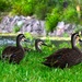 Three Pacific Black Ducks ~  by happysnaps