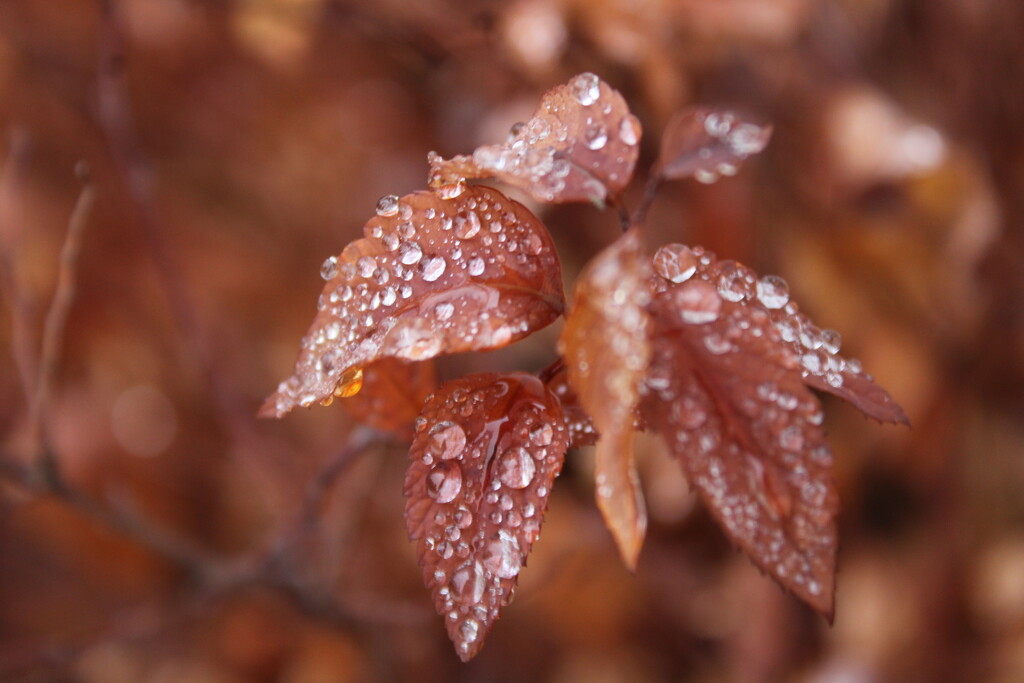 Frozen droplets by mltrotter