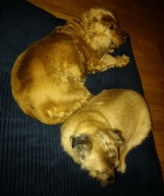 4th Jan 2023 - Let Sleeping Dogs ....