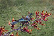 24th Dec 2022 - One very happy Tui