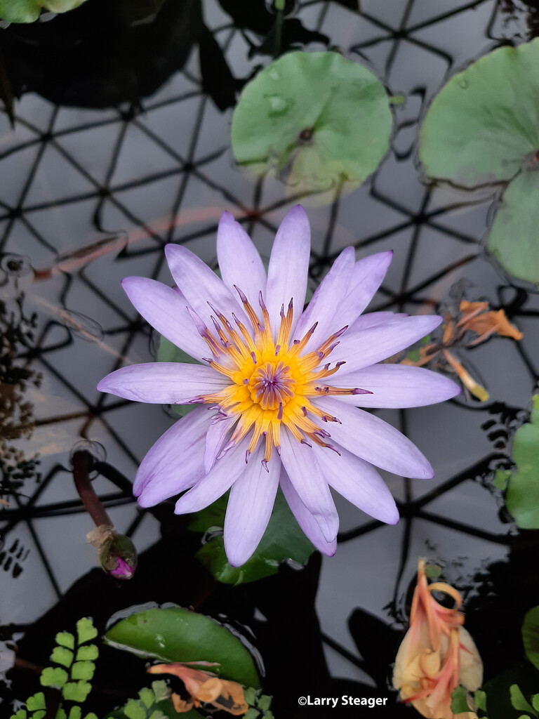 Water lily by larrysphotos