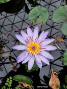4th Jan 2023 - Water lily