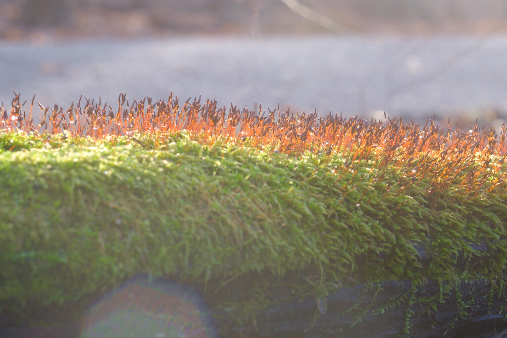 Backlit Moss by johnmaguire