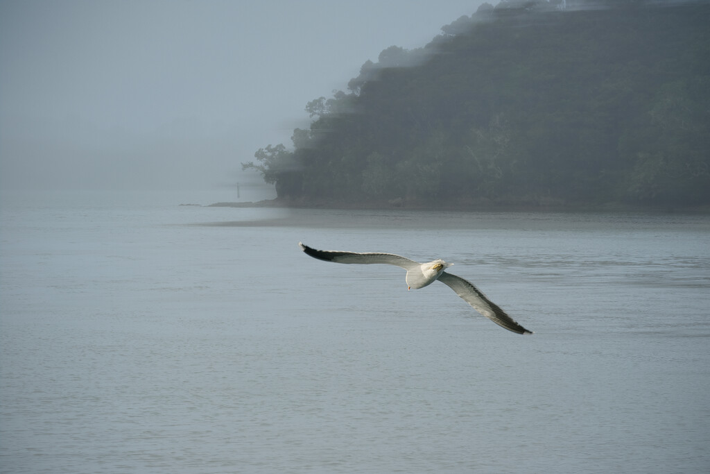 Seagull by dkbarnett
