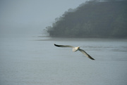 5th Jan 2023 - Seagull