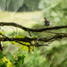 Sparrows Bum by yorkshirekiwi