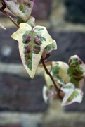 3rd Jan 2023 - At least variegated leaves give a bit of pattern and colour in winter