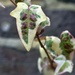 At least variegated leaves give a bit of pattern and colour in winter by anitaw
