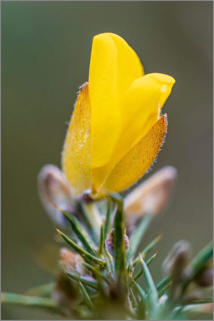 Gorse flower in January by clifford