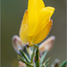 Gorse flower in January by clifford