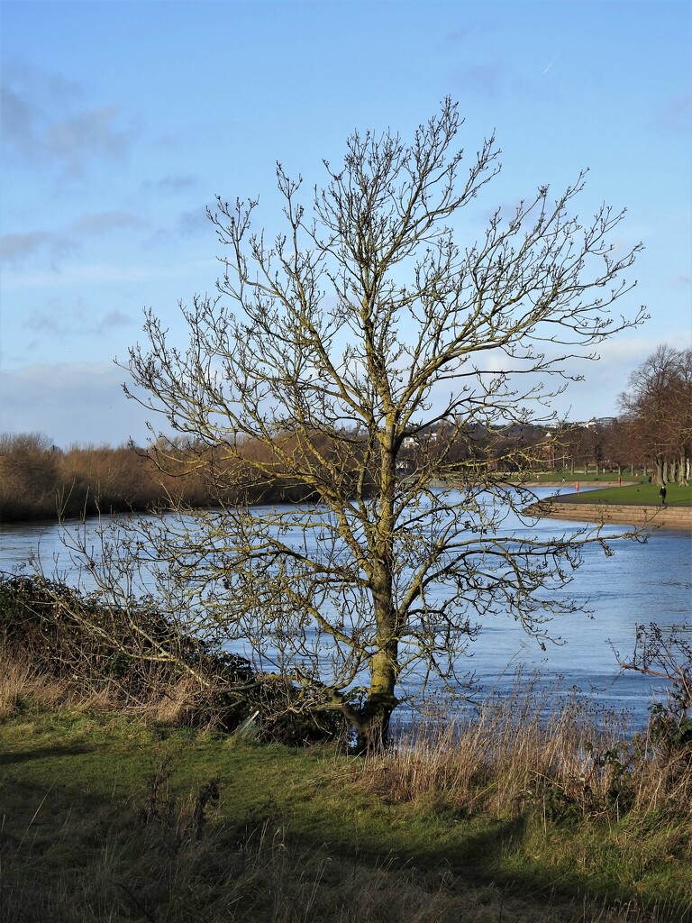 Tree beside the Trent by oldjosh