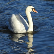4th Jan 2023 - Swan