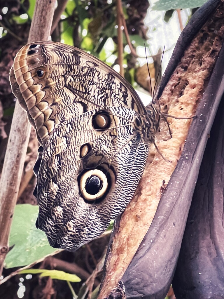 Almond-Eyed Owl Butterfly - 5 by rensala
