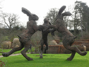 5th Jan 2023 - Dancing Hares