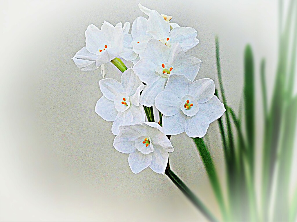 Paperwhite Narcissus by peggysirk