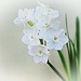 Paperwhite Narcissus by peggysirk