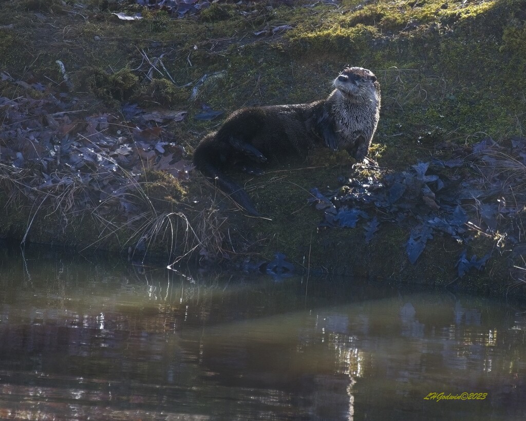 LHG_8906_ River otter Climbs up on the moss  by rontu