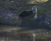 5th Jan 2023 - LHG_8906_ River otter Climbs up on the moss 